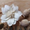 Sanguinaria 8cm