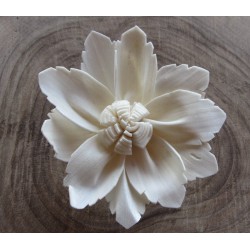 Sanguinaria 8cm